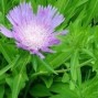 Stokesia / Stokesia