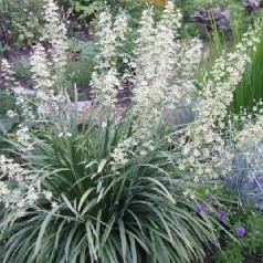 Stjernelilje - se Zigadenus stauder online | kridtvejs planter