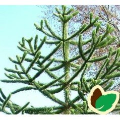 Abetræ - køb stedsegrønne araucaria her | Kridtvejs Planter