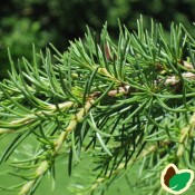 Ceder, Cedertræ - Stort udvalg i træer & buske til haven