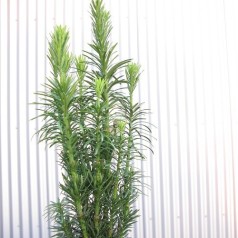 Blommetaks - køb cephalotaxus online | Se vores udvalg