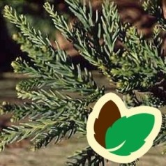 Cryptomeria - køb japansk kryptomeria online | Kridtvejs Planter