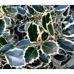 Kristtorn - stedsegrøn elegance til din have | Køb her