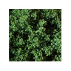 Enebær - Køb enebærplanter online hos Kridtvejs Planter