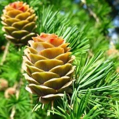 Lærk - Køb Larix til din have hos Kridtvejs Planter | Se vores udvalg