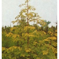 Vandgran - Pleje, anvendelse og fordele | Kridtvejs Planter