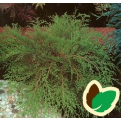 Microbiota - stedsegrønne planter | Se vores udvalg