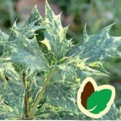 Djævlebusk - køb stedsegrøn osmanthus her | kridtvejs planter