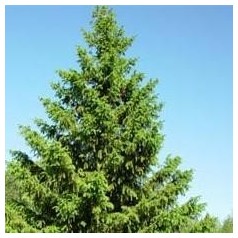 Picea / Gran - Kridtvejsplanter