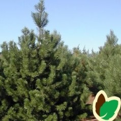 Fyr 'Pinus' - Stort udvalg af forskellige fyrretræer / Bestil Her