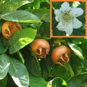 Mispel / Aberøv | Stort udvalg i specielle frugttræer til haven
