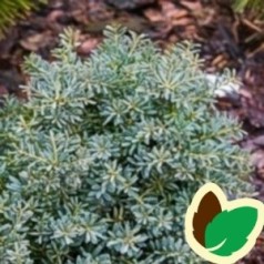 Podocarpus / Sydtaks - Kridtvejsplanter
