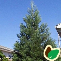 Mammuttræ - Se vores udvalg af Sequoiadendron | Kridtvejs Planter