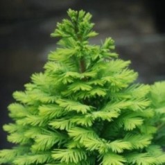 Sumpcypres - find Taxodium til din have her