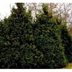 Hønsebenstræ - lær om Thujopsis til haven | Kridtvejs Planter