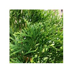 Thuja - køb thuja planter og træer online | Kridtvejs Planter