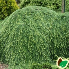 Hemlock - køb stedsegrønne Tsuga planter online | Se vores udvalg