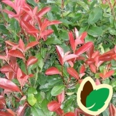 Glansmispel – Tæt og flot hækplante med farveskift