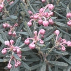 Rosmarinlyng - Find smukke surbundsplanter her | Kridtvejs Planter