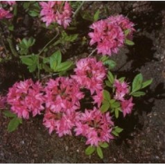 Haveazalea 'Azalea' - Stort udvalg i azalea til haven