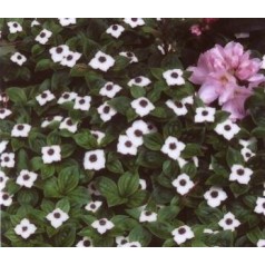 Kanadisk Hønsebær - Cornus canadensis planter online | Køb her