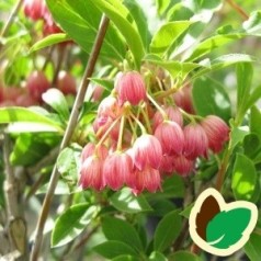 Pagodebusk - Enkianthus prydbusk til din have | Kridtvejs Planter