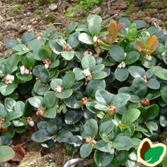 Bjergte - Gaultheria og Gaultheria Procumbens | Køb her