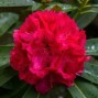 Rhododendron / Alperose