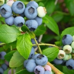 Køb Blåbær - Blåbærbuske Online