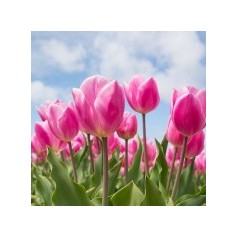 Blomsterløg | Stort udvalg i blomsterløg - Webshop