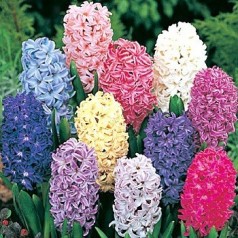 Køb Hyacintløg og Perlehyacinter til Haven | Stort udvalg