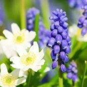 Diverse Blomsterløg til haven og krukkerne - Stort udvalg i løg