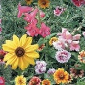 Blomsterfrø | Stort udvalg i uden- og indendørs blomsterfrø!