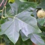 Platan - Platanus