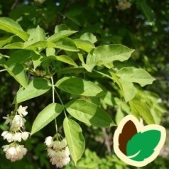 Blærenød | Stort udvalg i buske & træer til haven