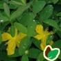 Hypericum / Perikon