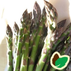 Køb Aspargesplanter - Flerårige & Stort Udvalg