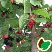 Morbær | Stort udvalg i morbærtræer til haven | Webshop