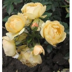 Bunddækkeroser - find smukke roser online | Se vores udvalg