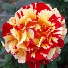 Køb Historiske Roser – Stort Udvalg & Klassisk Duft