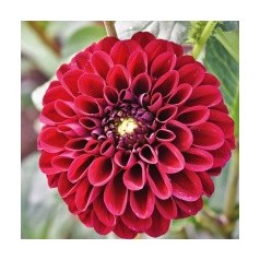 Køb Dahlia / Georginer - Stort Udvalg Online