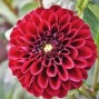 Dahlia / Georginer