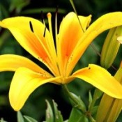 Liljer - Stort udvalg i blomsterløg til haven og krukker