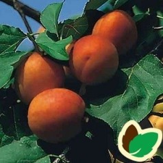Fersken, Nektarin & Abrikostræer | Stort udvalg i frugttræer