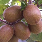 Kiwi - Kridtvejsplanter