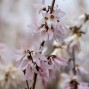 Abeliophyllum / Sneforsythia