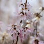 Sneforsythia - Abeliophyllum