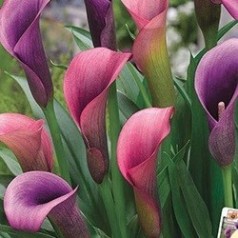 Diverse blomsterløg & Knolde - Stort udvalg i blomster