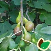 Figentræ - Stort udvalg i figentræer til haven