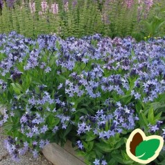 Blåstjerne - find amsonia til din have | kridtvejs planter